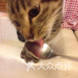 娱乐吃瓜酱小猫民宿