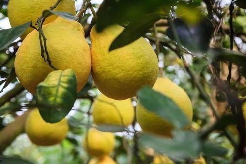 柚子娱乐吃瓜,揭秘娱乐圈最新吃瓜事件，带你领略明星幕后故事