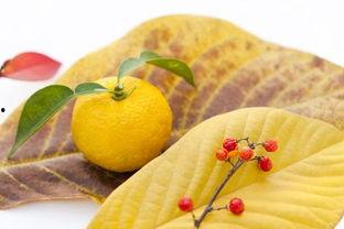 柚子娱乐吃瓜,揭秘娱乐圈最新吃瓜事件，带你领略明星幕后故事